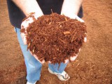 Fresh hemlock bark dust.