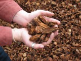 Medium Bark.