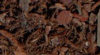 Chocolate Fir