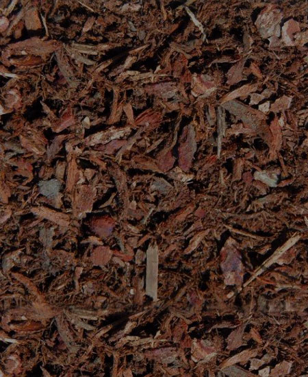 Chocolate Fir