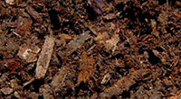 Dark Hemlock