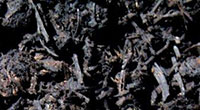 Mint Compost